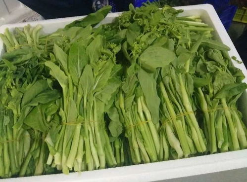 食用農產品合格證 為粵港澳大灣區“菜籃子”安全保駕護航