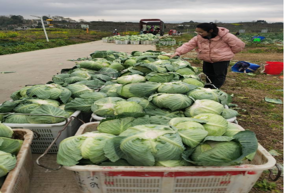 舌尖上的安全 食用農產品零售市場呈現三大新動向